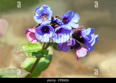 Pulmonaria officinalis, herbe de fleur bleue Banque D'Images