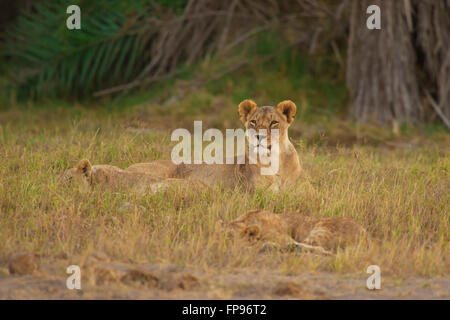Lionne couchée dans la savane, dans le Parc national Amboseli au Kenya Banque D'Images