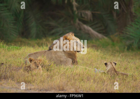 Lion dans la savane, dans le Parc national Amboseli au Kenya Banque D'Images