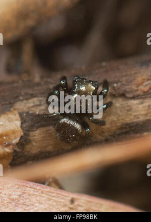 Zodariidae (Hypoblemum villosum), Western Australia, Australia Banque D'Images