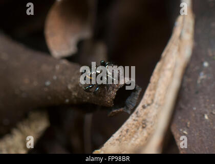 Zodariidae (Hypoblemum villosum), Western Australia, Australia Banque D'Images