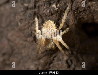 Tissage de Orb Spider (Eriophora sp.), de l'Australie-Occidentale, Australie Banque D'Images