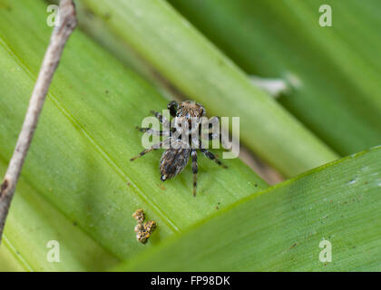 Zodariidae (Hypoblemum villosum), Western Australia, Australia Banque D'Images