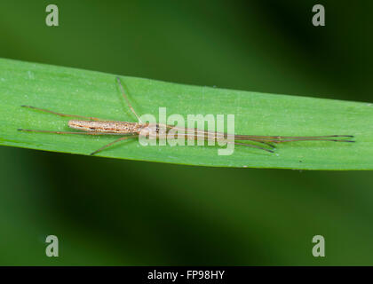 Araignée plate longue (Tetragnatha sp), Western Australia, Australia Banque D'Images