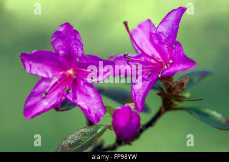 Fleur de dauricum de rhododendron Banque D'Images