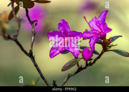 Floraison Rhododendron dauricum Banque D'Images