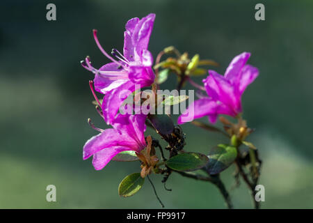 Rhododendron dauricum blooming Banque D'Images