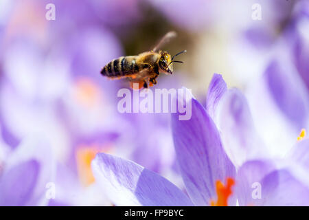 Gros plan Honey Bee volant au-dessus de crocus fleurs abeille crocus Banque D'Images