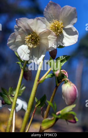 White Helleborus nigercors 'Marshmallow', rose de Lenten, hellebore Helleborus blanc hellebores jardin Banque D'Images