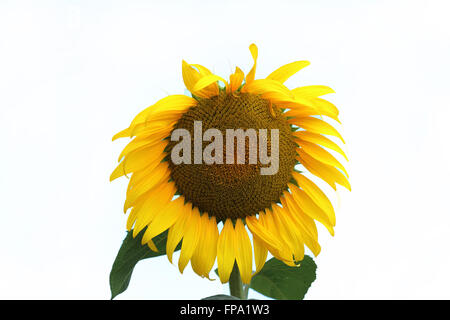 Close up de pleine floraison sunflower against white background Banque D'Images