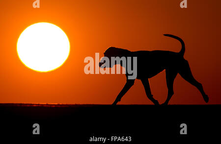 Munich, Allemagne. Mar 17, 2016. Une promenade de chiens dans un parc dans le soleil du soir, à Munich, Allemagne, 17 mars 2016. PHOTO : SVEN HOPPE/DPA/Alamy Live News Banque D'Images