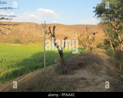 Un agriculteur se dresse sur un petit barrage sur la périphérie d'un terrain agricole à l'Gopalpura village (Inde), où l'homme de l'eau de l'Inde Rajendra Singh a commencé à travailler en 1986 - Sur la photo le 10 mars 2016. Il y a une série de petits barrages pour assurer la sécurité de l'eau des champs agricoles dans le village. Siddhartha Kumar/dpa Banque D'Images