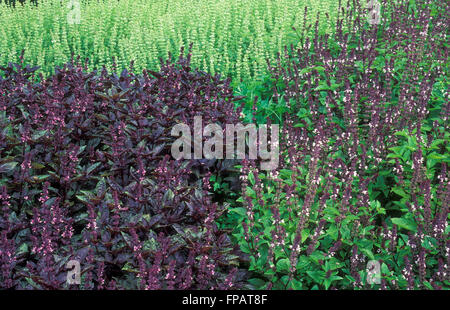 Un jardin de fines herbes BASILIC (Ocimum basilicum) GROWING Banque D'Images
