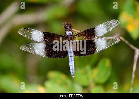 Mâle mature Veuve Skimmer Libellule posée sur branche. Marron, Blanc et Translucide ailes déployées. Abdomen blanc et brun yeux Banque D'Images