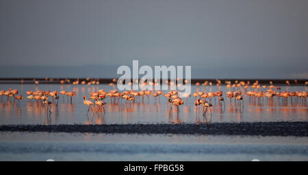 Dans les bas-fonds permanent de flamants sur le lac encore Banque D'Images