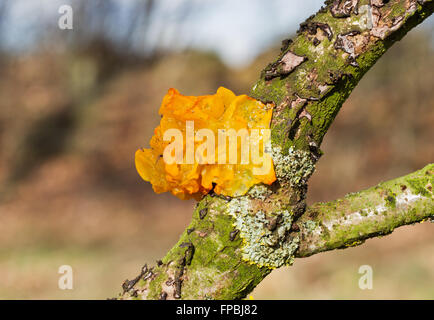 Golden jelly fungus (Tremella mesenterica) sur la branche morte d'un chêne Banque D'Images