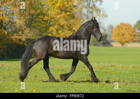 Cheval frison dans le domaine Banque D'Images