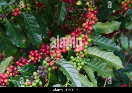 Les grains de café sur les arbres Banque D'Images