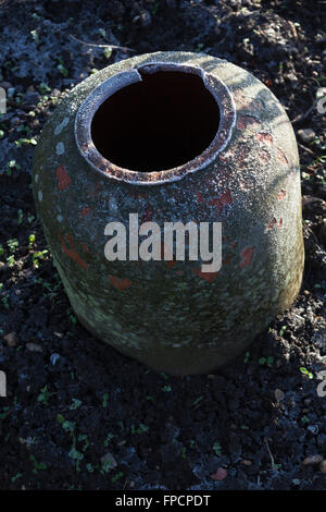 La rhubarbe vide pot de forçage. Banque D'Images