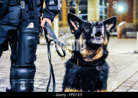 Belfast, Irlande du Nord. 17 mars 2016 - Contrôle de la foule PSNI chien 'Scout' travailler avec son chien dans la nuit. Banque D'Images