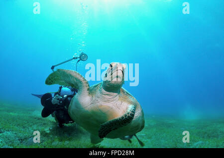 La tortue marine est loin d'un photographe, cliché pris près d'un fond sous l'eau, Marsa Alam, Egypte, Mer Rouge Banque D'Images