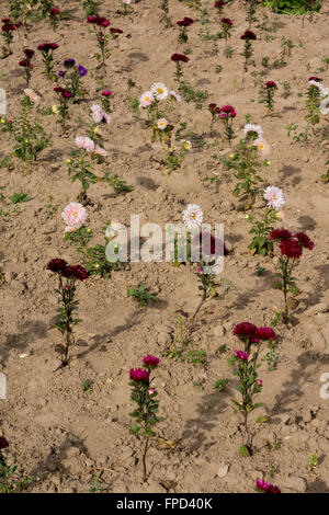 Certains petits chrysanthème poussant sur le terrain Banque D'Images