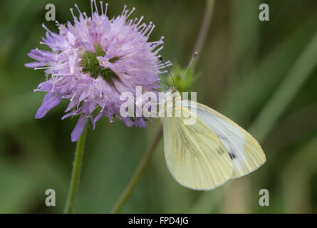 Petit papillon blanc (Pieris rapae) sur la fleur scabieuse dans le pré Banque D'Images