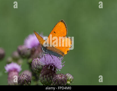 Grand papillon Lycaena dispar (cuivre) sur la fleur dans le Parc National d'Aggtelek, Hongrie Banque D'Images