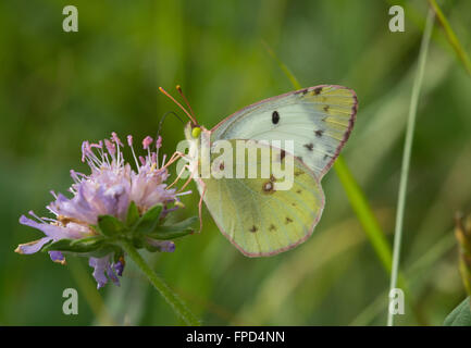 Papillon jaune pâle brouillé (Colias hyale) sur scabious flower dans le Parc National d'Aggtelek, Hongrie Banque D'Images