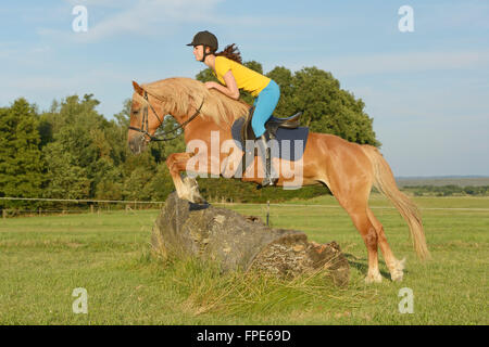 Fille sur le dos d'un cheval Haflinger sautant par dessus un arbre log Banque D'Images