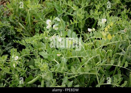 Pois, Pisum sativum, plante herbacée annuelle cultivée avec des feuilles composées pennées, terminal vrilles, fleurs blanches Banque D'Images