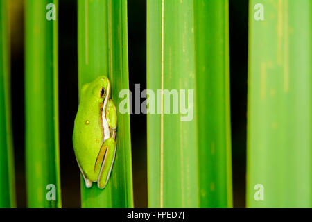 Une petite grenouille d'arbre est assis sur une feuille d'un palmier dans Kingsley Plantation, Jacksonville en Floride. Banque D'Images