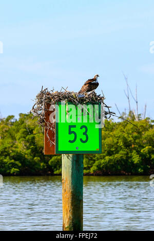 Un balbuzard se trouve au-dessus du repère 53 dans son nid au large de l'Île Keewaydin, près de Naples, en Floride Banque D'Images