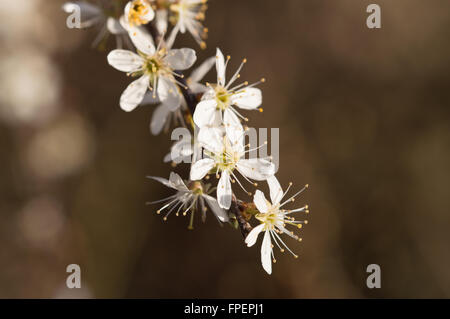 Un gros plan de la fleur de prunellier (Prunus spinosa). Banque D'Images