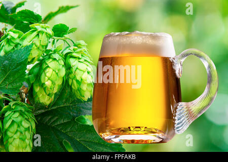 Cônes de houblon avec verre de bière dans le champ de houblon Banque D'Images