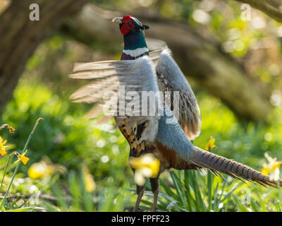 Beau mâle Faisan de Colchide (Phasianus colchicus) qui chantent en bois naturel. Banque D'Images