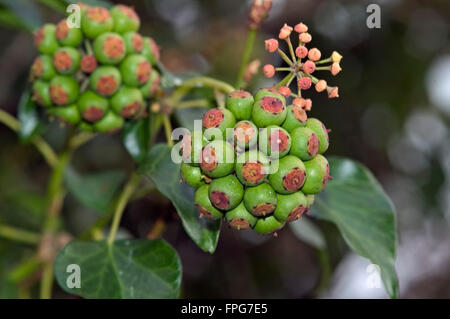 Fruit vert vert sur le lierre (Hedera helix) une source de nourriture pour les animaux sauvages en hiver, Devon, Février Banque D'Images