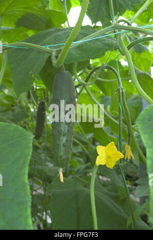 Les petits concombres mature sur cordes et cultivés dans un polytunnel, Somerset, Mars, Banque D'Images