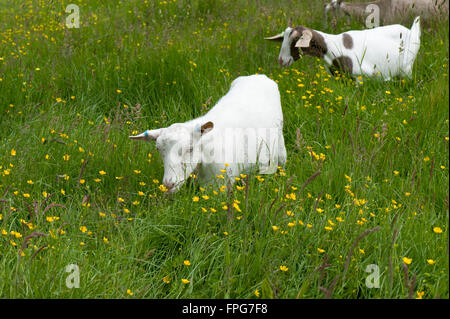 Jeune femme race mélangée de caprins dans un champ d'herbe plein de renoncules en fleur, Berkshire, juin Banque D'Images