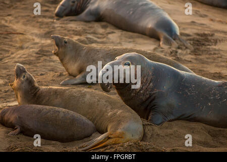 L'accouplement de l'éléphant, Éléphant de Piedras Blancas, colonie près de San Simeon, en Californie Banque D'Images