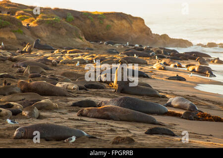 Un éléphant mâle annonçant son territoire, Éléphant de Piedras Blancas, colonie près de San Simeon, en Californie Banque D'Images