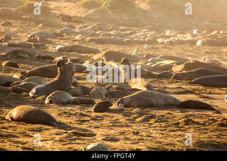 Un éléphant mâle annonçant son territoire, Éléphant de Piedras Blancas, colonie près de San Simeon, en Californie Banque D'Images