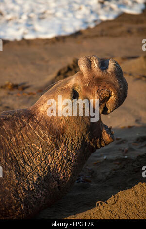 Un éléphant mâle annonçant son territoire, Éléphant de Piedras Blancas, colonie près de San Simeon, en Californie Banque D'Images