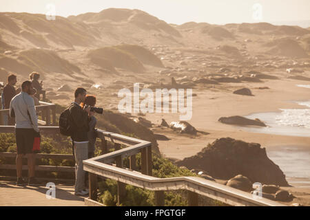 Les touristes regarder les éléphants de mer à l'Éléphant de Piedras Blancas, colonie près de San Simeon, en Californie Banque D'Images