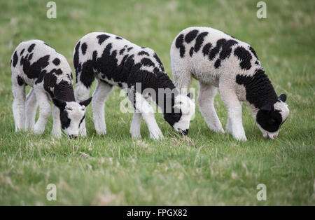 Noir et blanc trois agneaux dans un champ mange de l'herbe, avec peu de cornes Banque D'Images