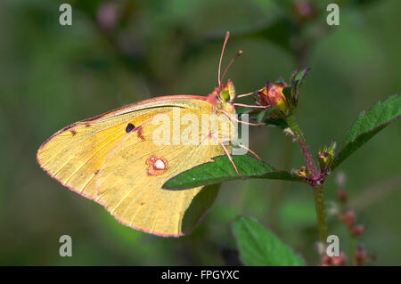 Assombri sombre jaune / jaune assombrie commun (Colias croceus) sur fleur Banque D'Images