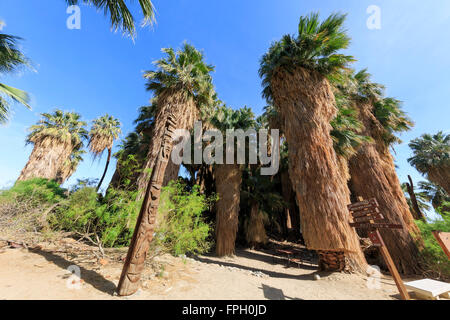 Les palmiers à Coachella Valley préserver Banque D'Images