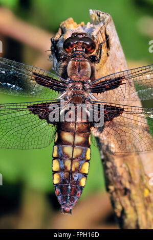 À corps large chaser dragonfly / grande taille vert (Libellula depressa) femelle sur branche cassée Banque D'Images