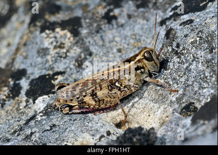 Criquet italien (Calliptamus italicus / Calliptenus cerisanus) on rock Banque D'Images