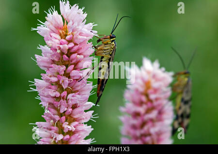 (Panorpa communis commun scorpionfly) femelle sur meadow Renouée bistorte (Polygonum bistorta) Banque D'Images